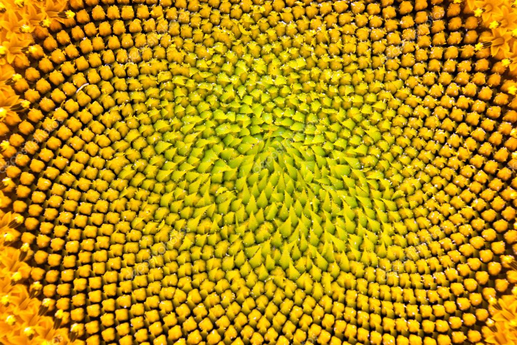 Macro Sunflower