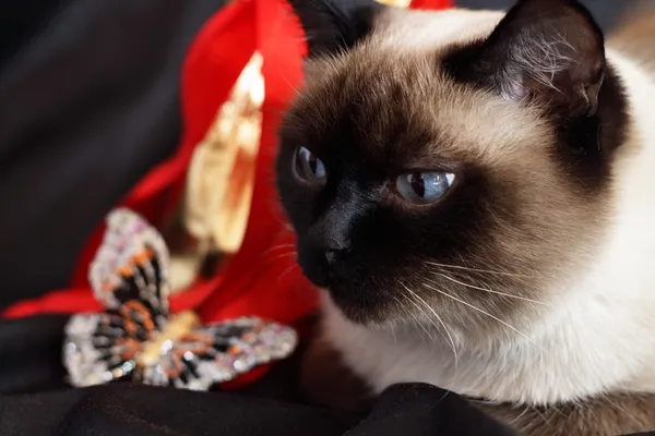 Siamese cat and a gift set
