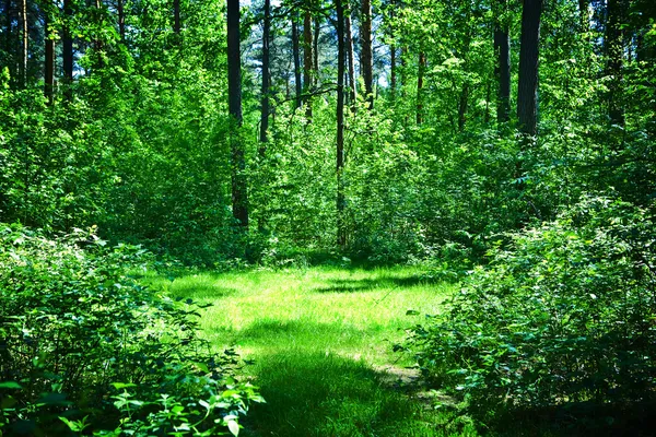 Green glade in summer sunny forest