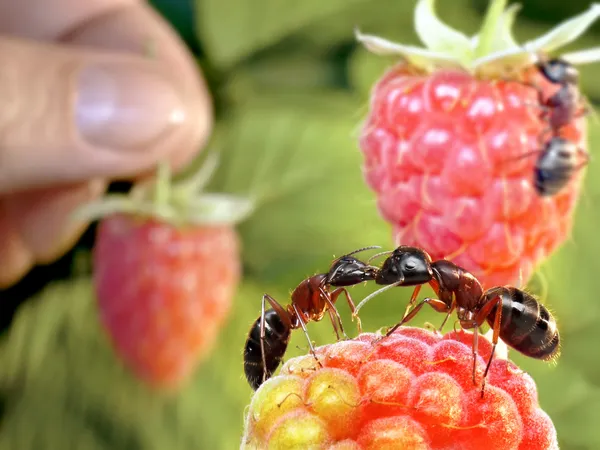 Kissing ants, human stealing raspberry