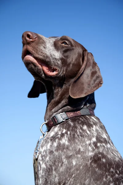 Hunting dog on blue sky
