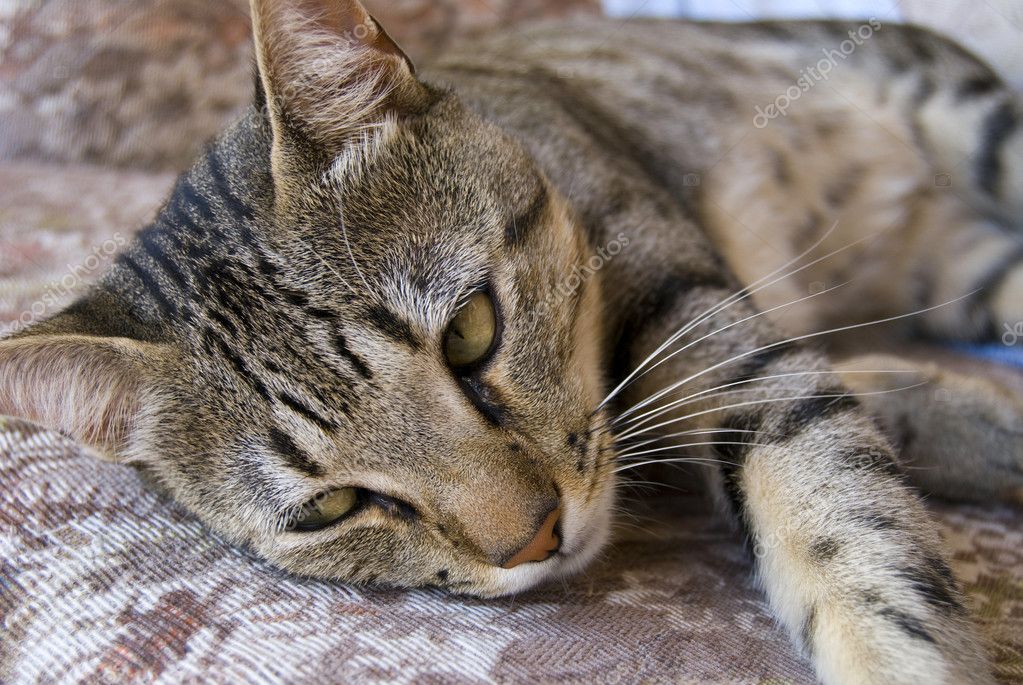 Cat Lying Down Stock Photo Elenapavlova