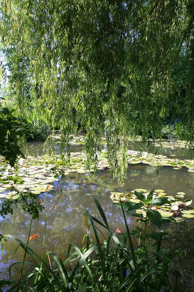 Claude Monet`s garden