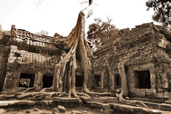 The jungle in Angkor Wat