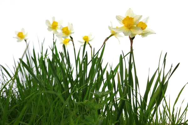 grass and daffodils