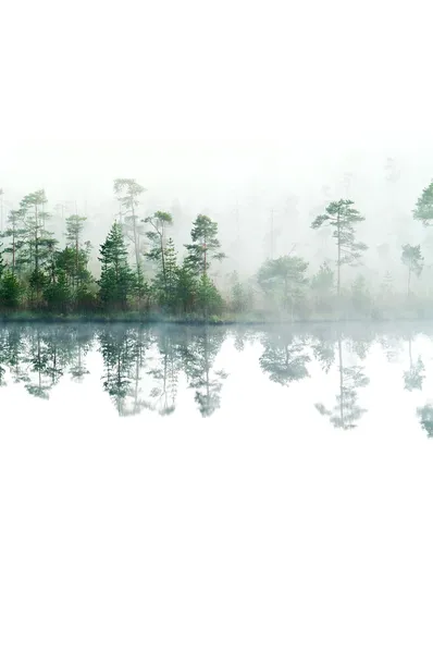 Morning in taiga forest