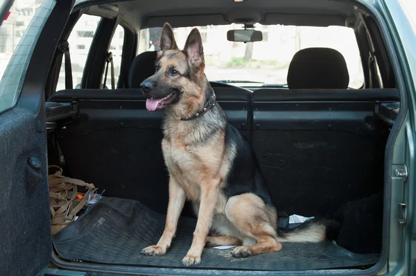 Alsatian dog in back seat of car.