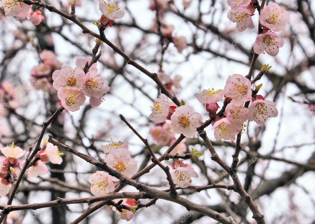 Branch of sakura flowers