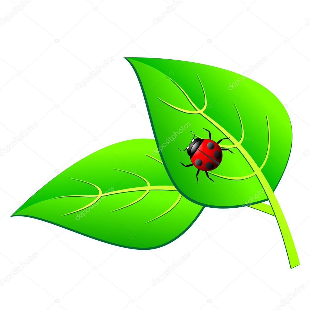 Ladybird Leaf