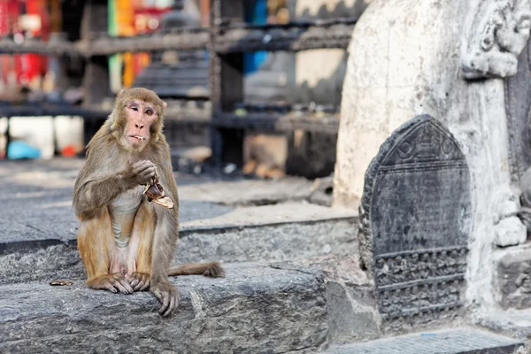 Funny eating monkey in Monkey temple — Stock Photo #3097966