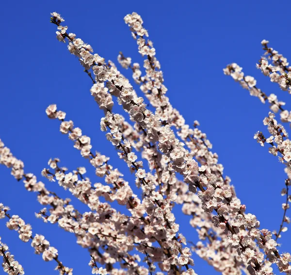 cherry blossom branch vector. Stock Photo: Cherry blossom