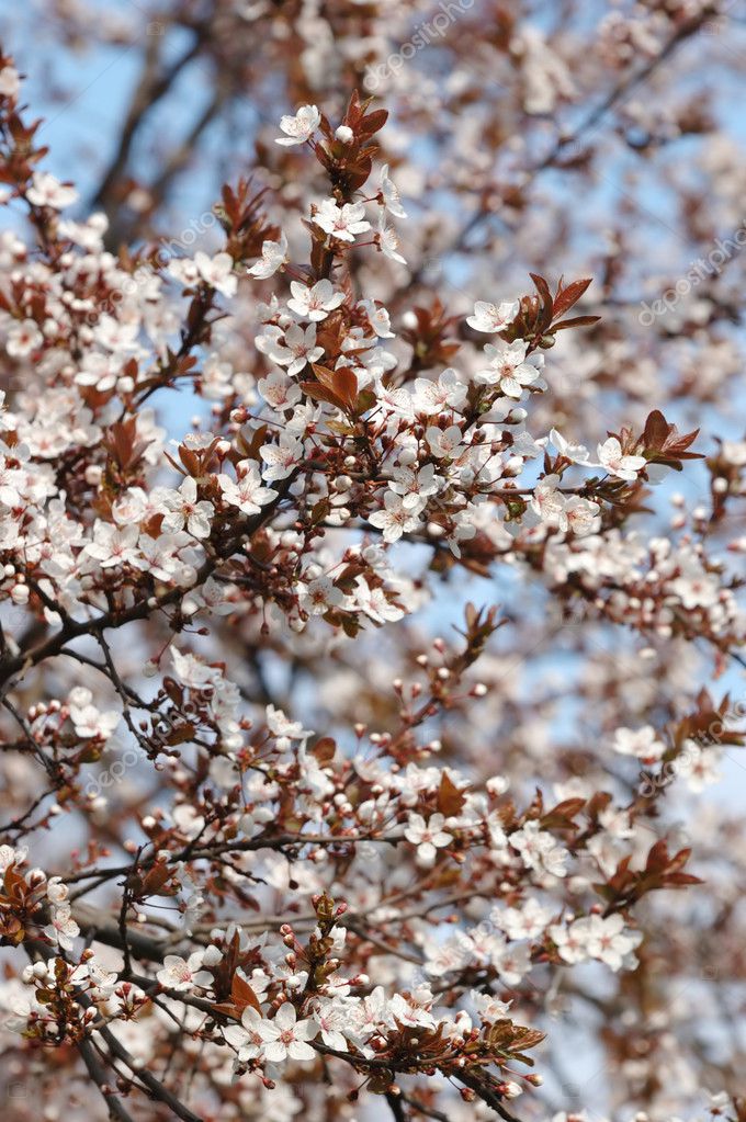 apricot tree flower