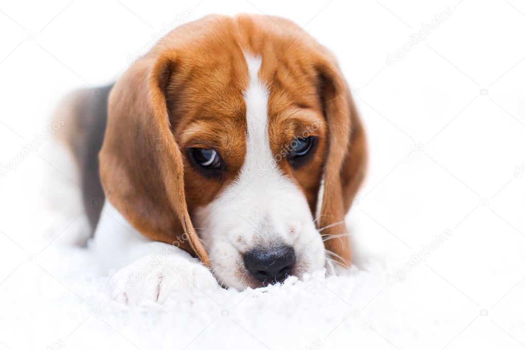 Beagle Cute