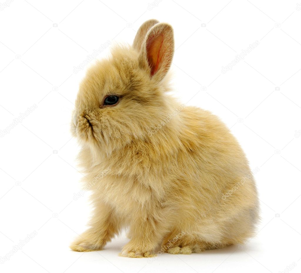 rabbit small