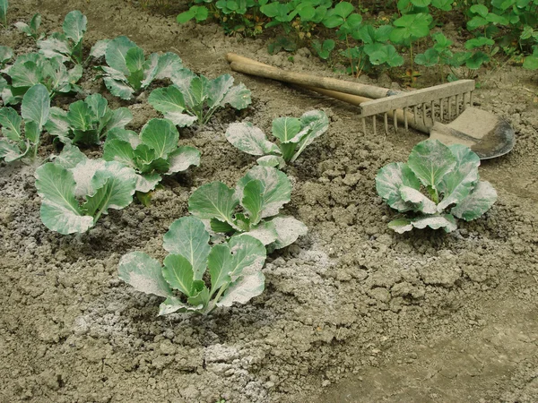 Cabbage vegetable bed