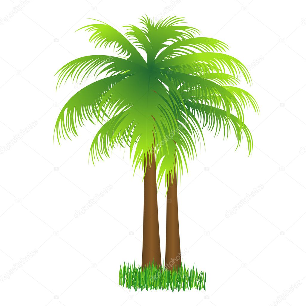 coconut tree image