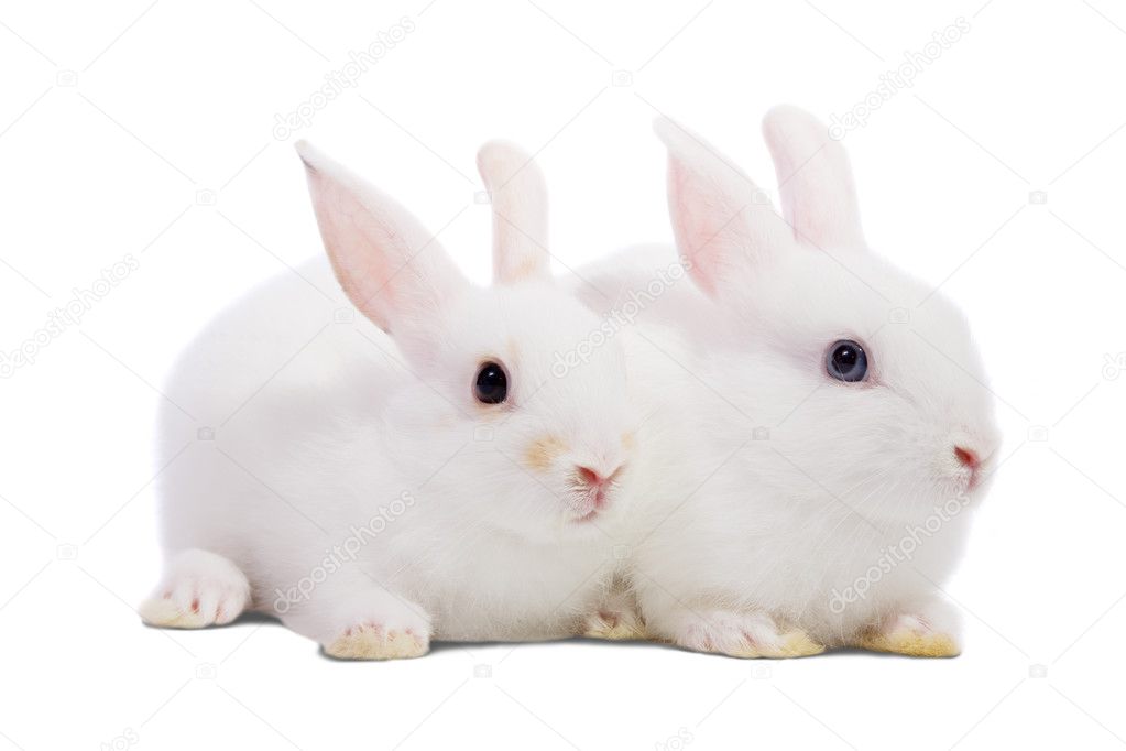 Rabbits White