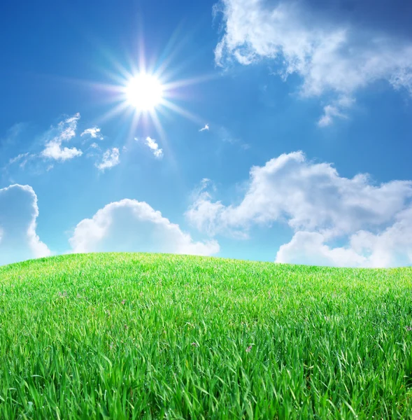 blue sky grass. Grass and deep lue sky