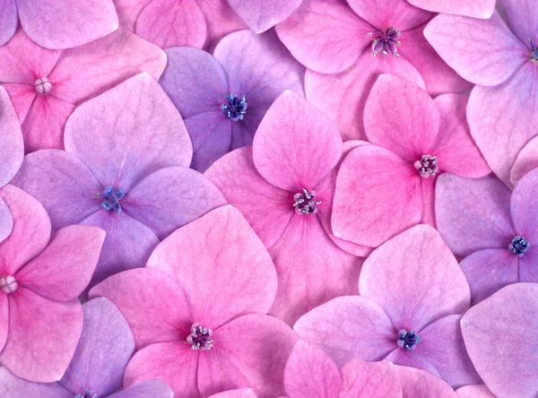 Pink flower background