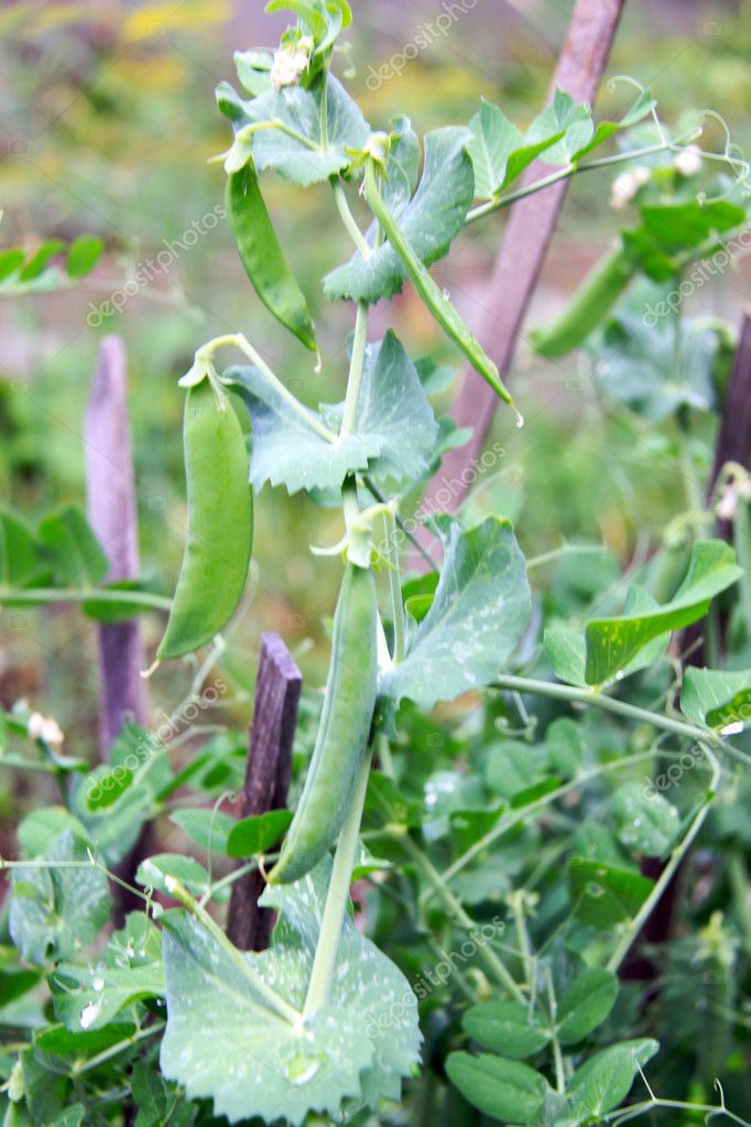 Growing Snow Peas