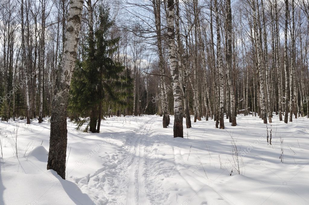 Birch Forest Winter