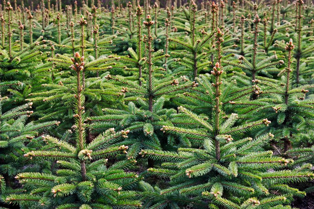 Young Spruce forest — Stock Photo © MrTwister 3507013