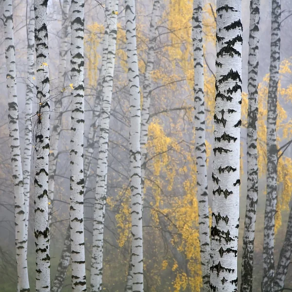 Birch forest