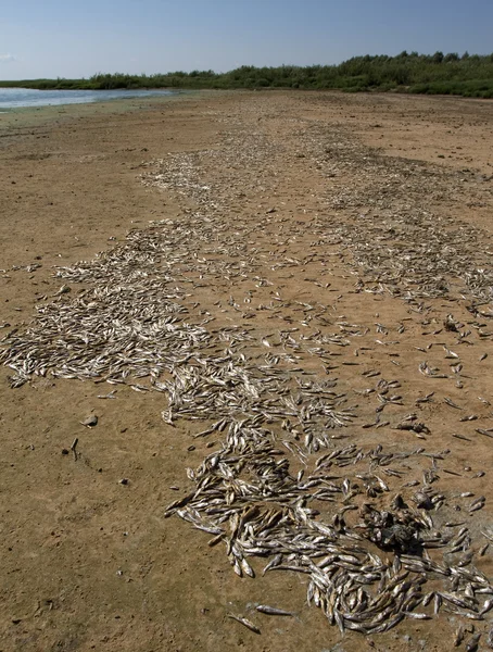 Dead, dried fish on the shore