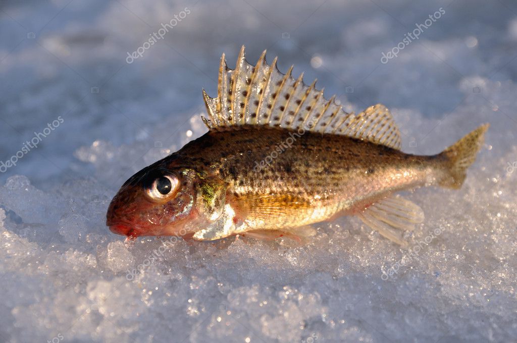 winter fishing