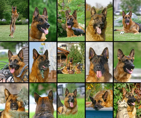 Collage of German Shepherd faces