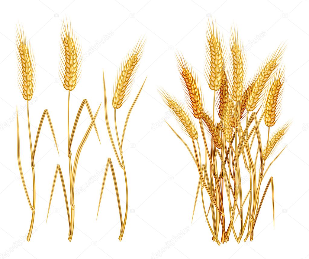 Wheat Ear