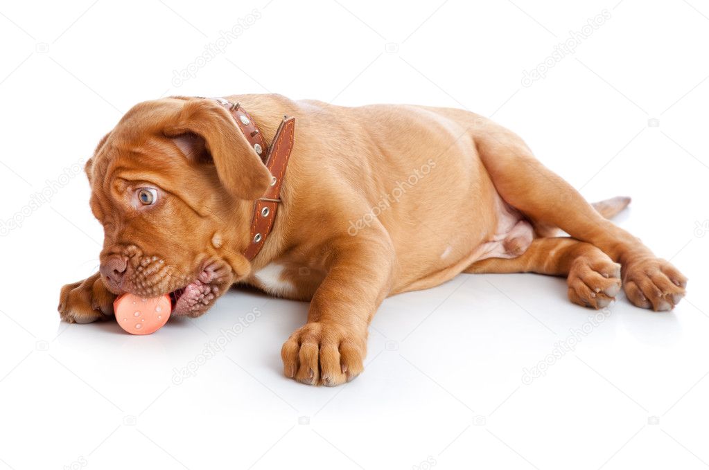 Dogue+de+bordeaux+french+mastiff