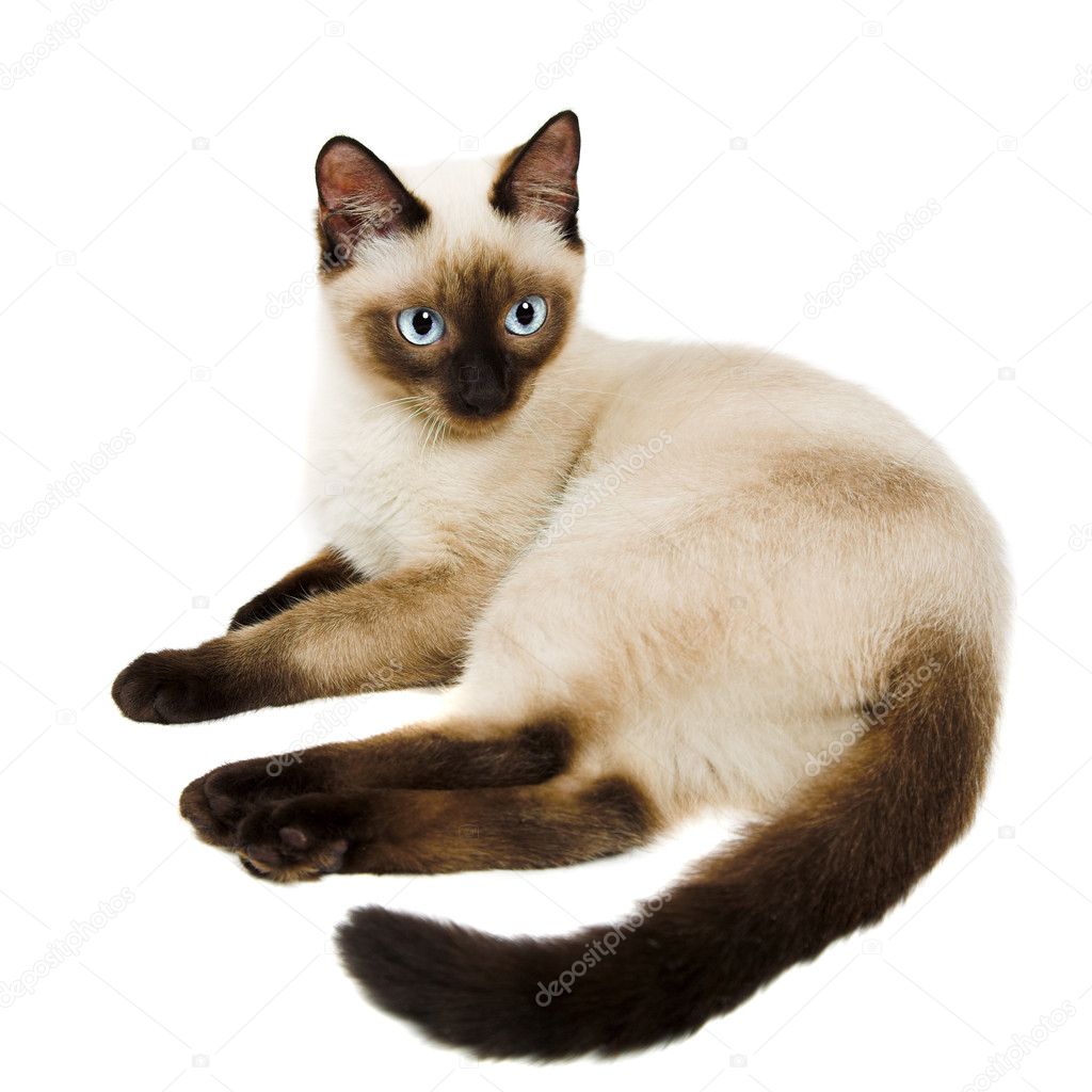 Siamese Cat Images