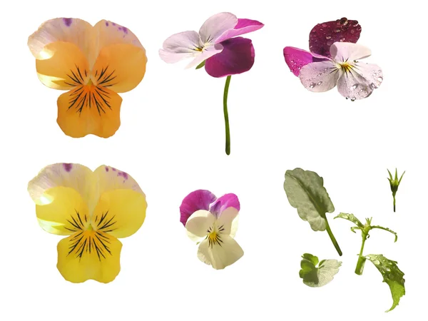 Viola flowers