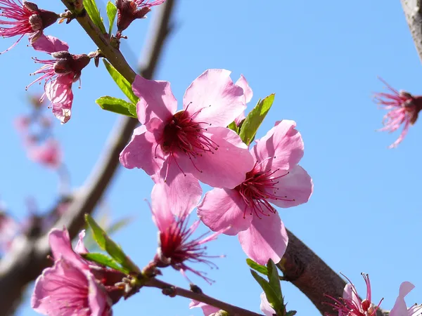 Fruit tree blossom