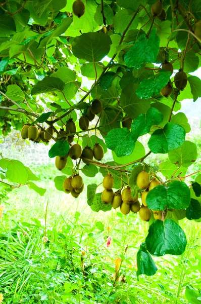 Big cluster of kiwi fruit on the tree — Stock Photo #2875250
