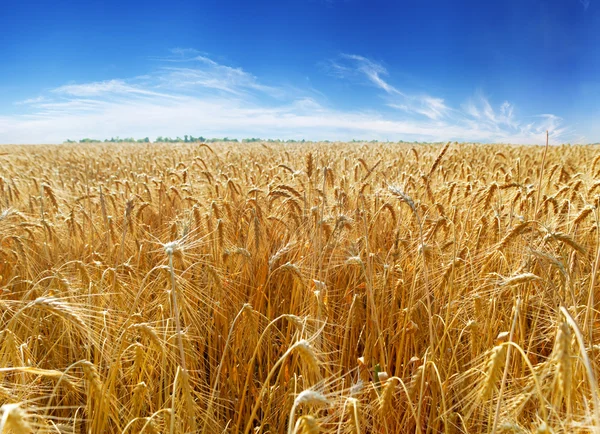 Ears of wheat under sky