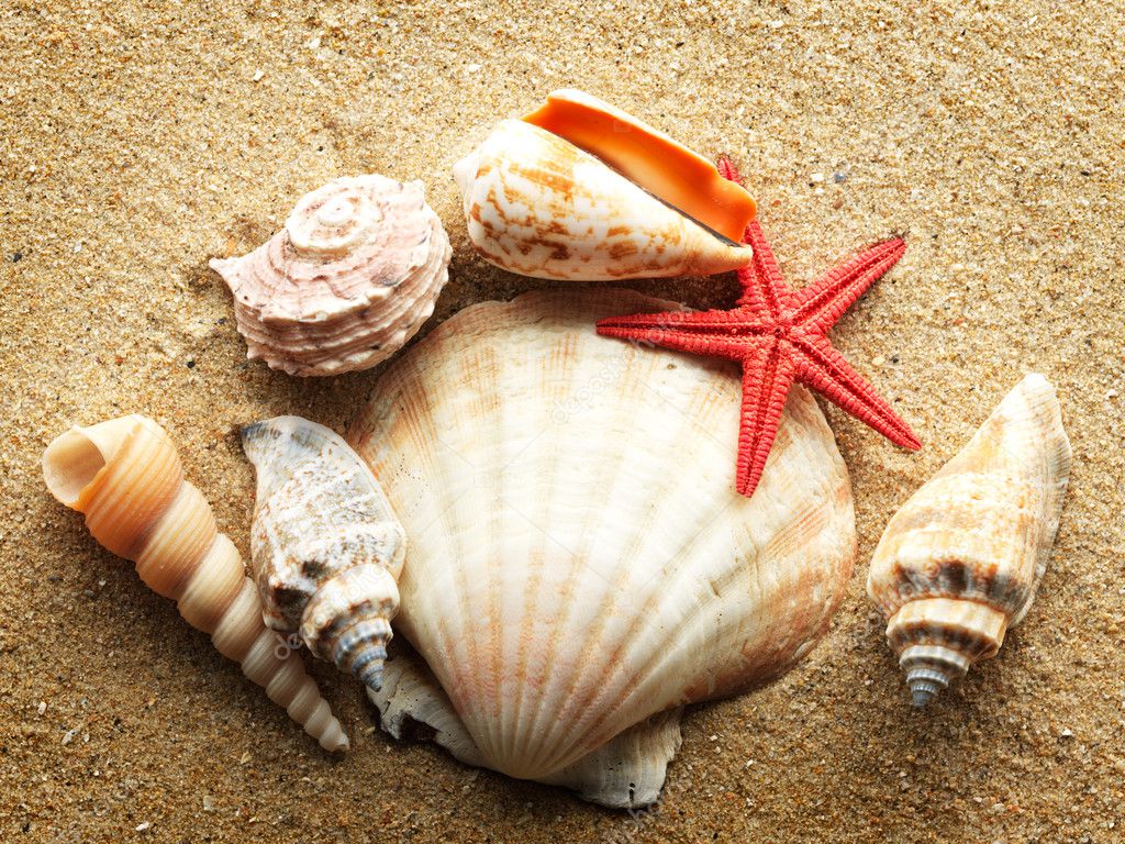 Sea Shell On Sand Stock Photo Irochka