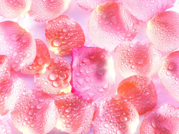 Pink rose petals on background