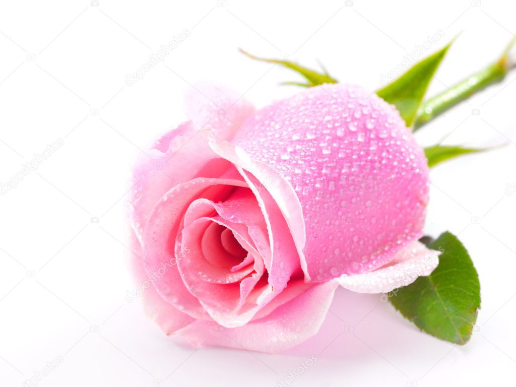 Pink Rose White Background