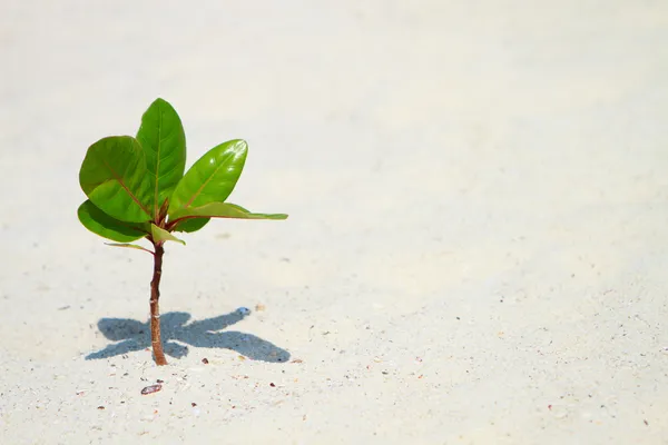 Young plant growing on beach