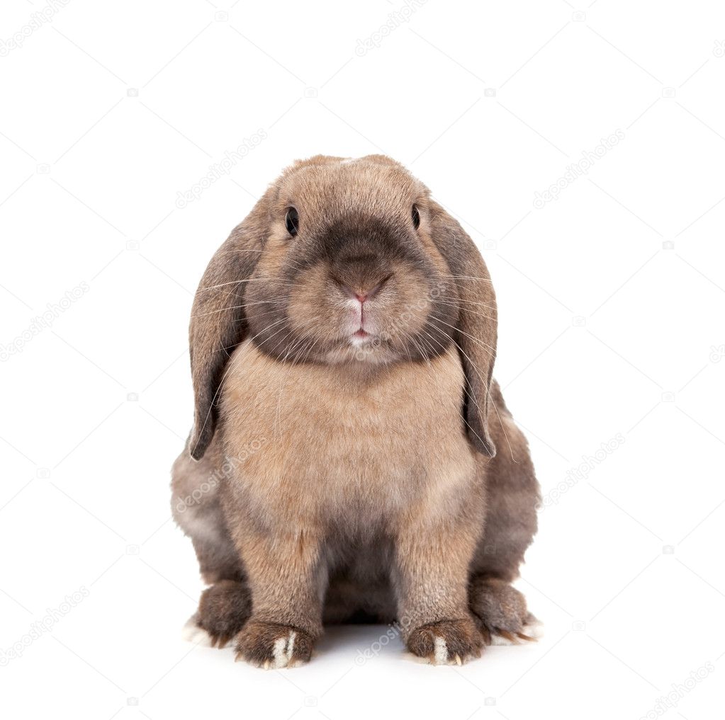 lop dwarf