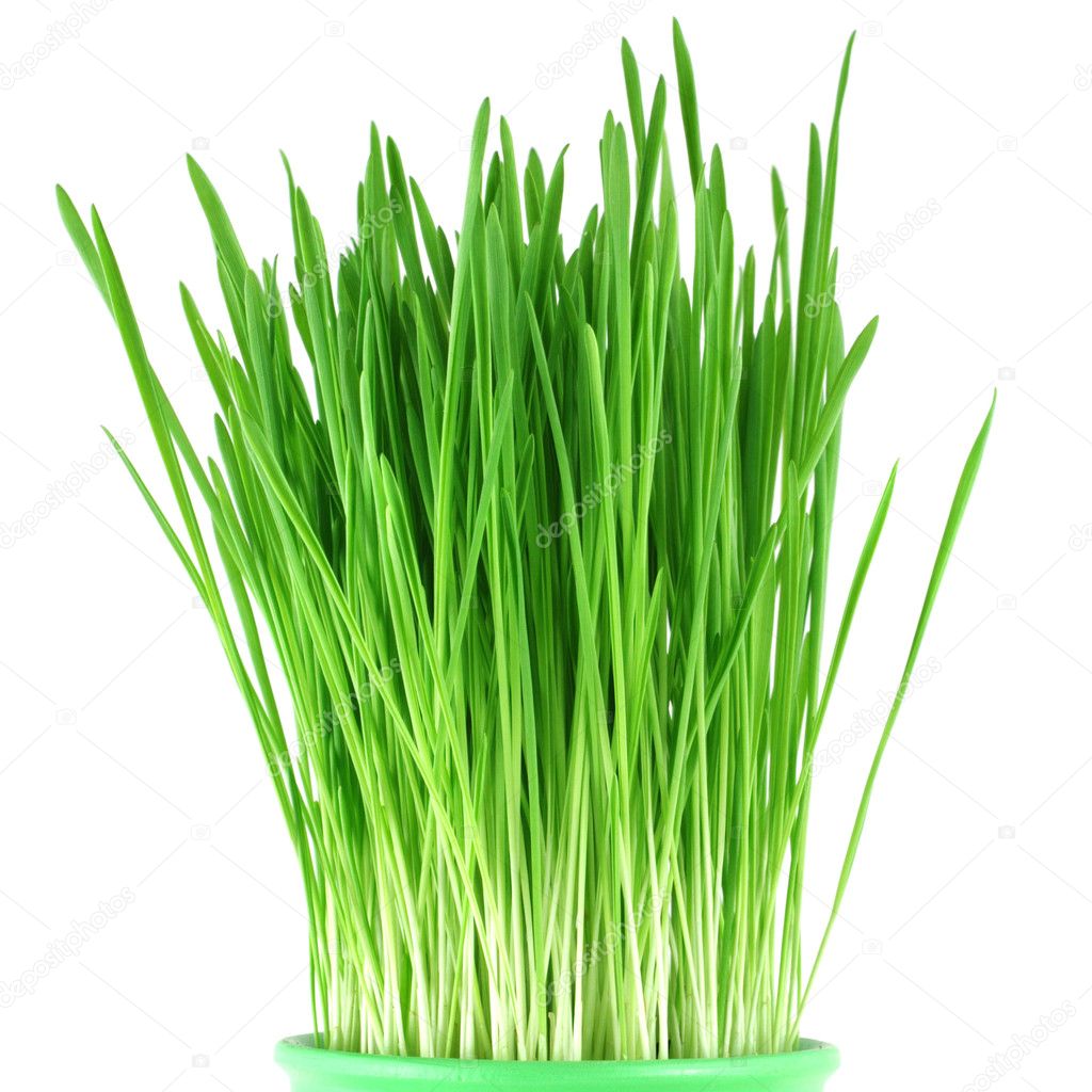 grass pot