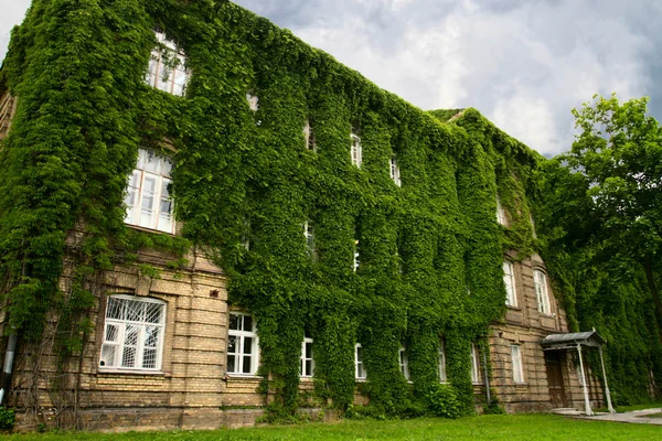 Historic building covered with green ivy