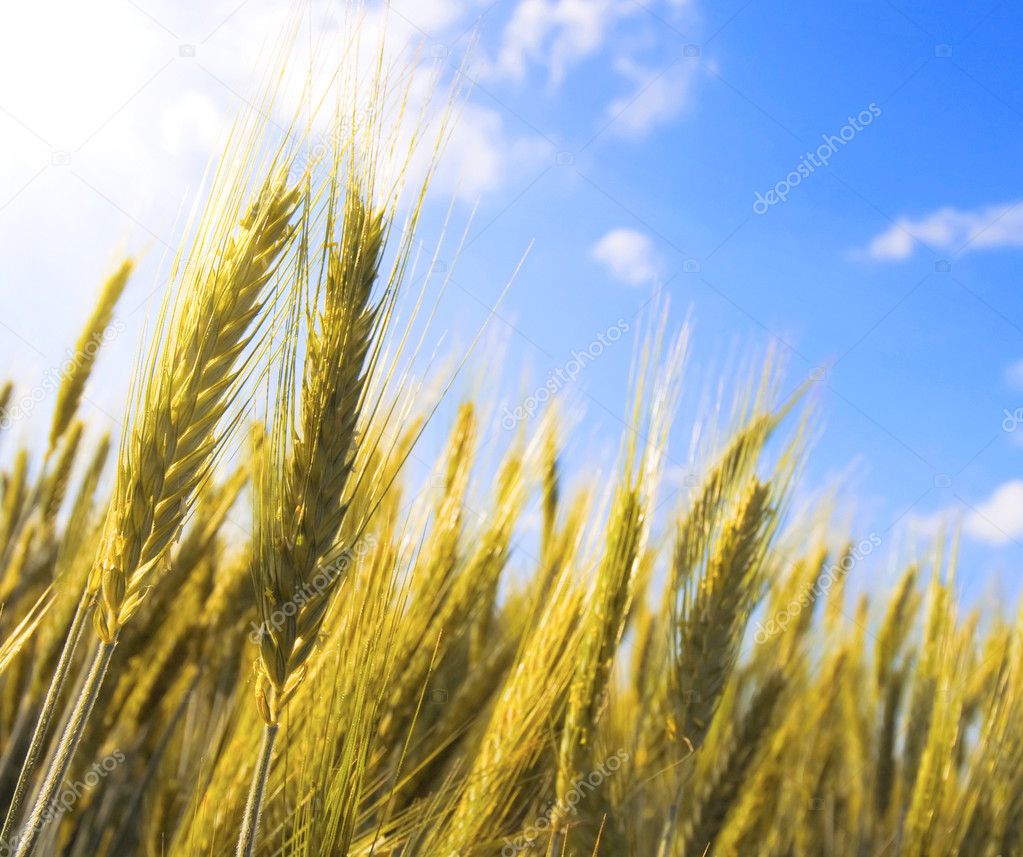Ear Of Wheat