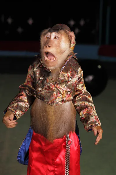 Circus chimpanzee monkey in a suit and a hat.