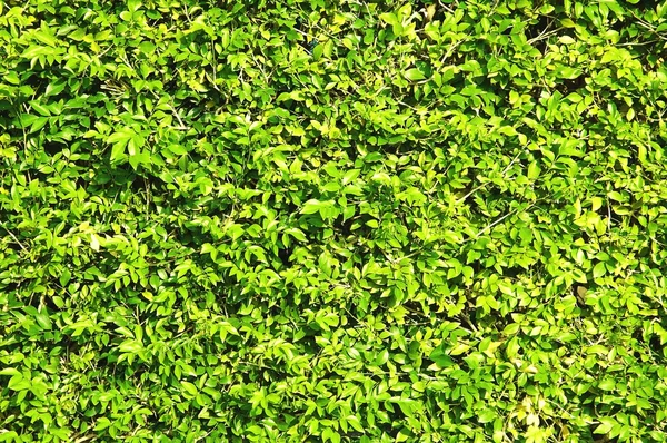 Abstract texture fresh green foliage