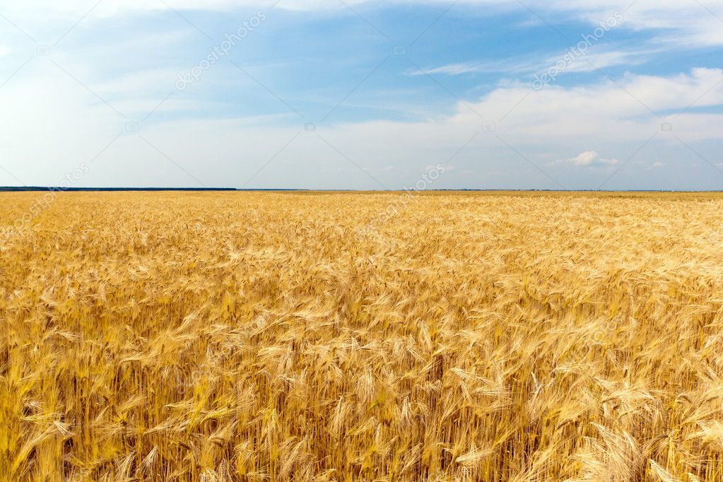 wheat crop pictures