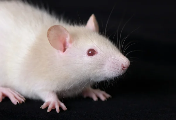 Portrait of small rat