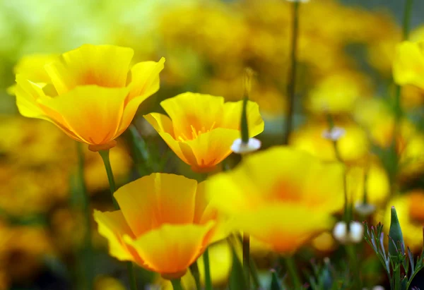 Yellow california poppy flower